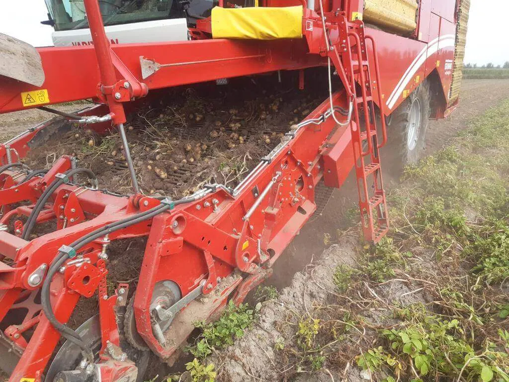 Arracheuse de pommes de terre au travail