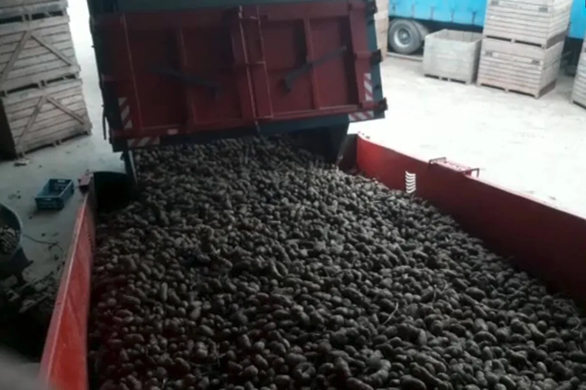 Déterrage des pommes de terre avant stockage