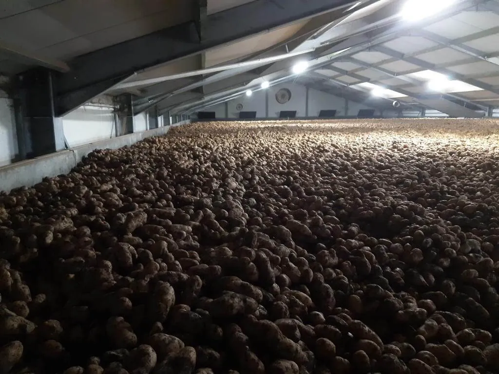 Hangar de stockage rempli de pommes de terre