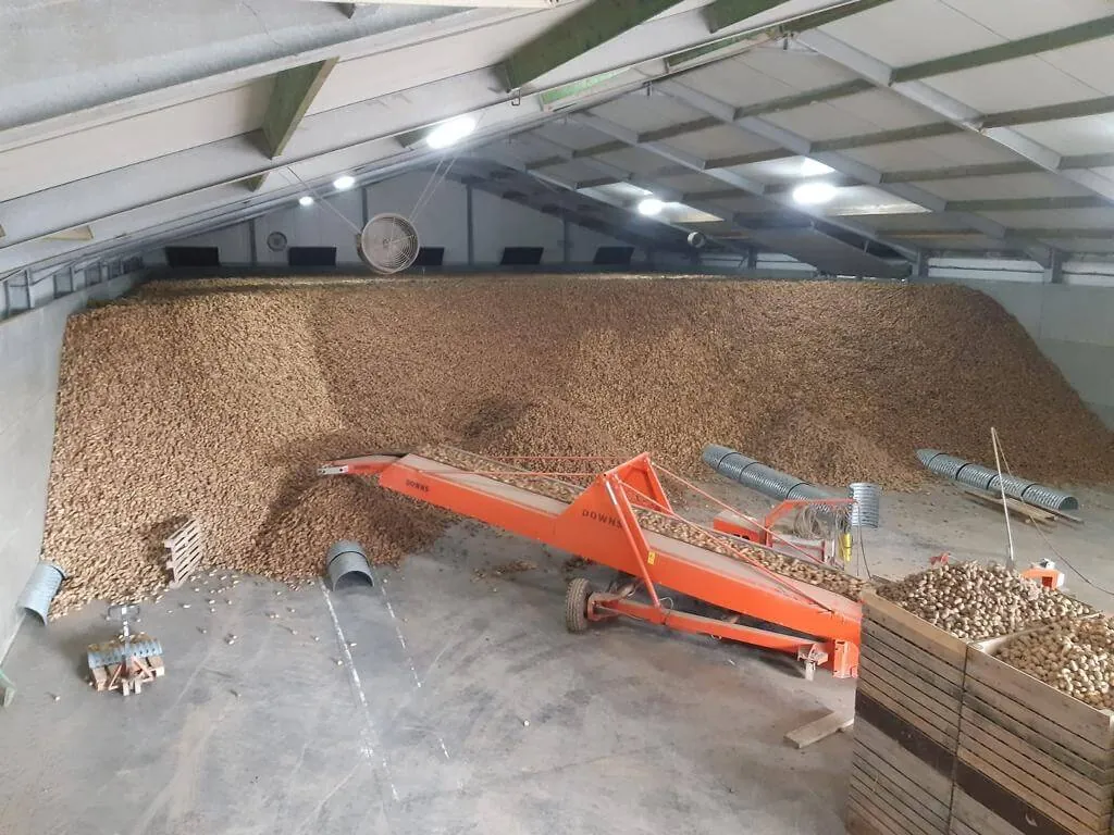 Stockage des pommes de terre dans le hangar