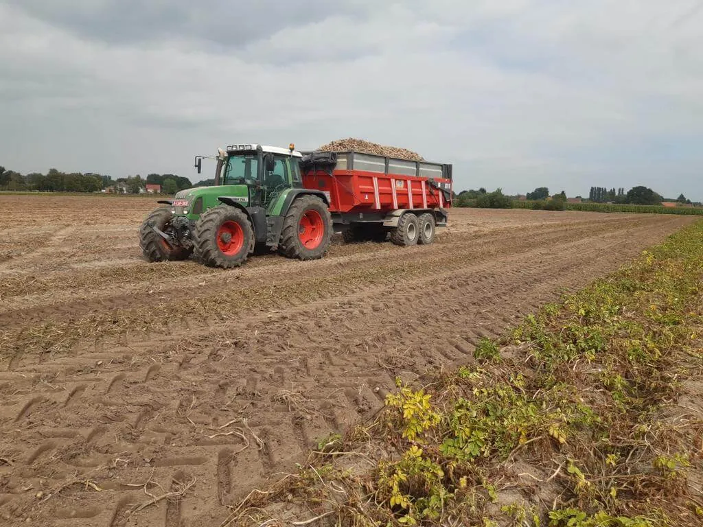 Transport des pommes de terre du champ à la ferme